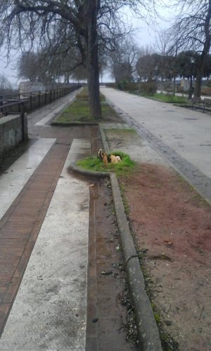 VENTO SRADICA ABETE E ABBATTE IL TETTO: PALAZZINA INAGIBILE