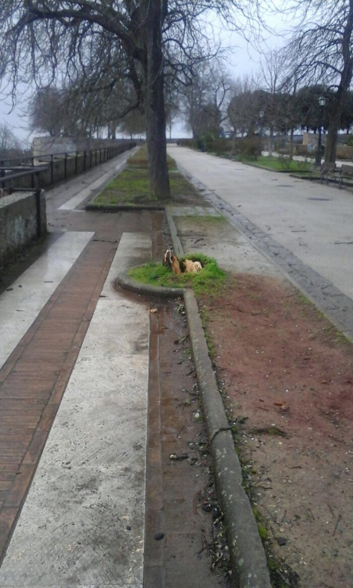 VENTO SRADICA ABETE E ABBATTE IL TETTO: PALAZZINA INAGIBILE