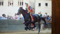 Calcio di un cavallo: frattura della tibia per Alessio Migheli