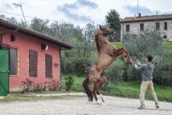 Protocollo Equino, prorogato il termine delle iscrizioni al 4 marzo