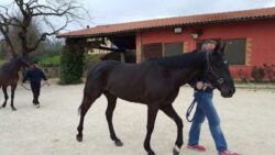 Palio, i cavalli ammessi all'Albo Protocollo 2019
