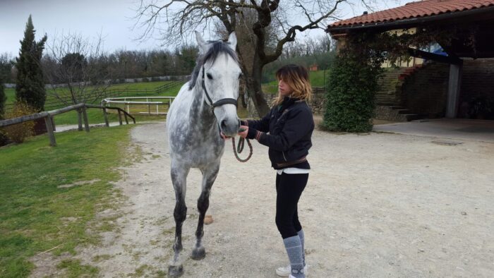 Visite dei cavalli per l'ammissione all'Albo 2018, tutti gli orari