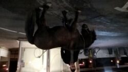 Pony terrorizzato in fuga in Pescaia