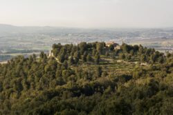 Tagli boschivi alla Montagnola senese, preoccupazione di Europa Verde Toscana e Siena