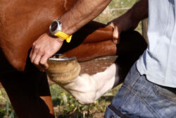 Palio, i 128 cavalli iscritti all'Albo