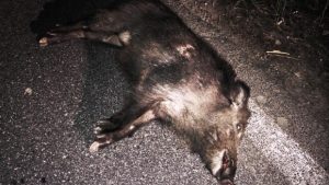 Maxi incidente sulla Palio, colpa di un cinghiale