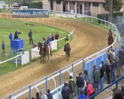 Domani a Monteroni le attese corse a pelo: all'opera tanti cavalli e fantini