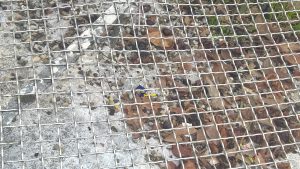 Siringhe in Fortezza, i bambini scrivono al sindaco