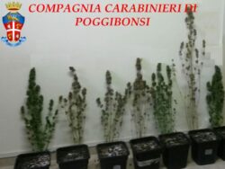 Coltivazione casalinga di marijuana, padre e fidanzati in arresto