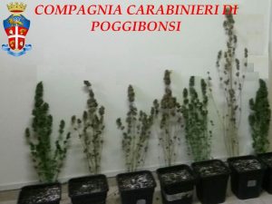 Coltivazione casalinga di marijuana, padre e fidanzati in arresto