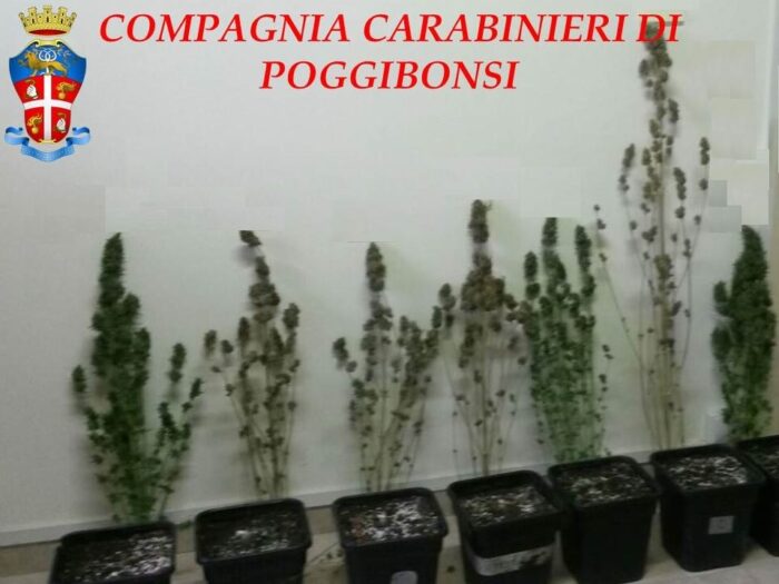 Coltivazione casalinga di marijuana, padre e fidanzati in arresto