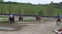 Fantini e cavalli, i risultati delle corse. Non corre il palio di Bomarzo
