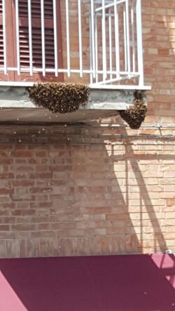Carabiniere apicoltore libera la piazza dallo sciame