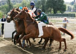 Cavalli da Palio: le date di Mociano e Monticiano