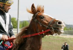 Palio: le previsite dei grandi assenti, manca anche Remorex