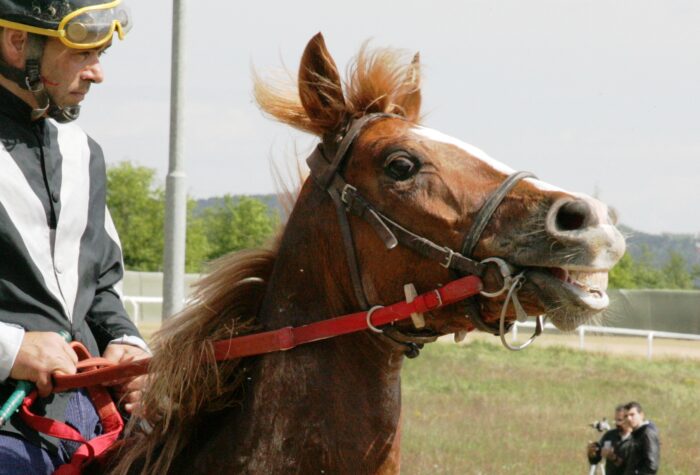 Palio: le previsite dei grandi assenti, manca anche Remorex