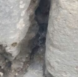 Topi in pieno giorno a spasso in via Montanini