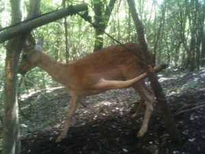 Liberato capriolo preso al laccio dai bracconieri