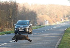 Sovicille, segnaletica "intelligente" sulle strade per combattere la fauna selvatica
