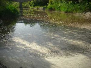 Sversamento di materiale organico nel fiume Orcia