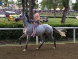 Fucecchio: il palio lo vince Giuseppe Zedde per Massarella