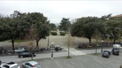 Comune di Siena affida servizio di cura e gestione del patrimonio arboreo