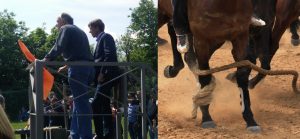 Mossiere e canape: tradizione o sicurezza?
