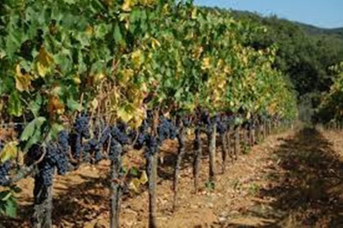 Vino, il Consorzio del Chianti scrive al ministro Martina