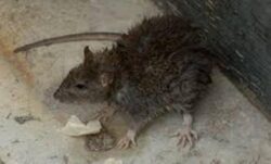 Topi anche in Sant'Agostino: "Necessaria derattizzazione"