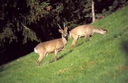 Abbattimenti insufficienti dei caprioli, lo dice il direttore di Upa Siena