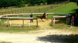 Palio Straordinario, 48 i cavalli iscritti alle previsite