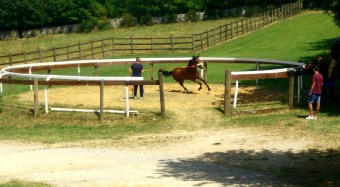 Palio Straordinario, 48 i cavalli iscritti alle previsite