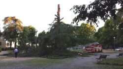 Cade l'albero secolare alla Lizza