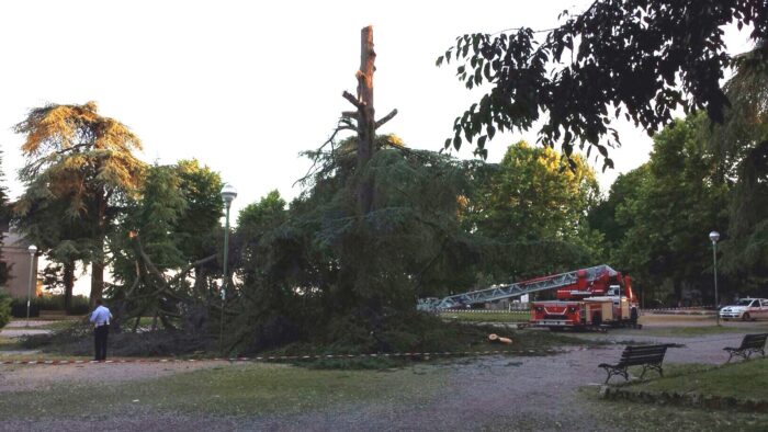 Cade l'albero secolare alla Lizza