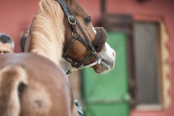 Gli orari delle previsite al Ceppo