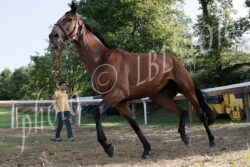 Pestifero, Mississippi e Morosita Prima assenti al Ceppo: non saranno in Piazza