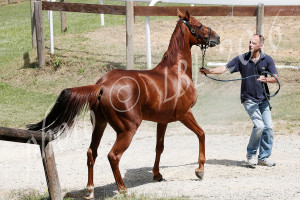 previsite al ceppo luglio 2016 prima giornata (20)