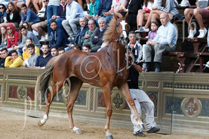 Prove di notte: vietati i cambi di monta