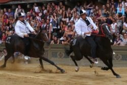 31 i cavalli ammessi alla tratta del 29 giugno