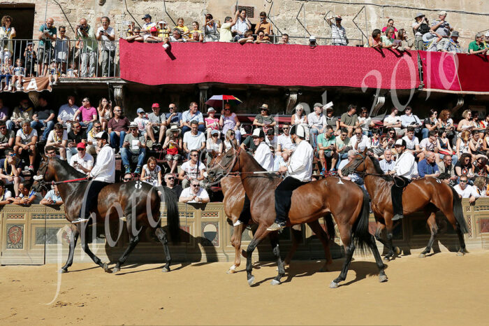 Palio: sono 35 i cavalli ammessi alla Tratta