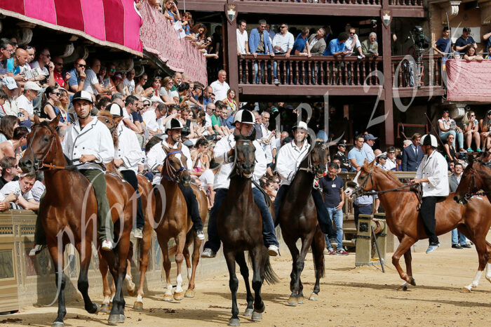 Segnatura dei cavalli, i 33 presenti alla Tratta