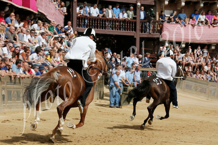 Batterie, accertamenti per un cavallo