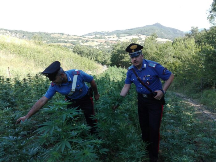 Piantagioni di cannabis a Siena, un arresto
