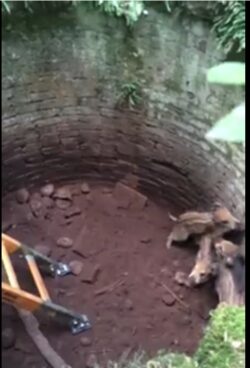 Cuccioli di cinghiale caduti in un pozzo salvati dai vigili del fuoco - IL VIDEO