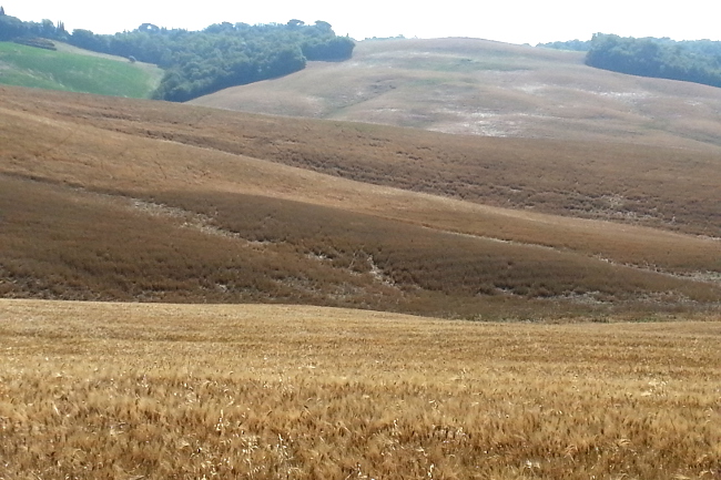 Coldiretti Siena: “Etichettatura obbligatoria, passo da gigante per il grano senese”