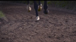 Su Radio Siena Tv anche stasera è #PassionePalio