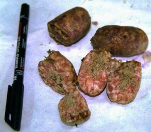 Polpette avvelenate sulla Montagnola senese