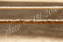 Le proposte di sanzione del Palio del 2 luglio