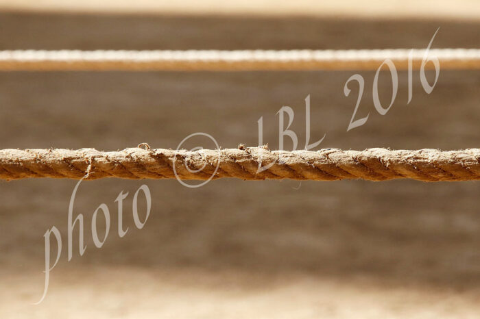 Le proposte di sanzione del Palio del 2 luglio