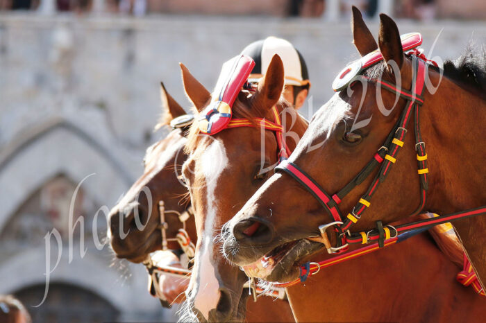 Palio, i turisti ci credono: arrivate già molte prenotazioni